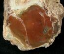 Polished Petrified Wood Limb - Madagascar #17173-1